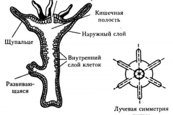 Найти ссылку кракен