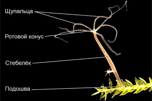 Войти на кракен